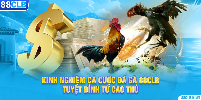 Kinh nghiệm cá cược đá gà 88CLB tuyệt đỉnh từ cao thủ